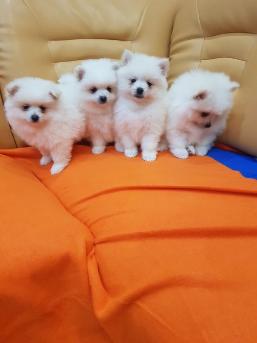 Померан померанчета Гр. София