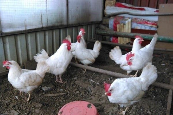 Куры несушки декалб уайт