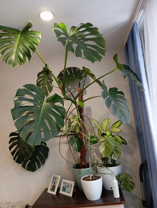 Продам монстеры резные