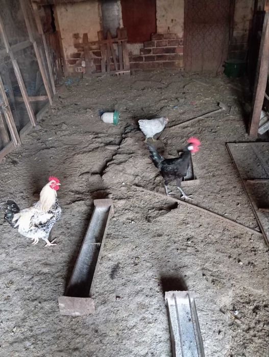 Продавам домашни едри петли