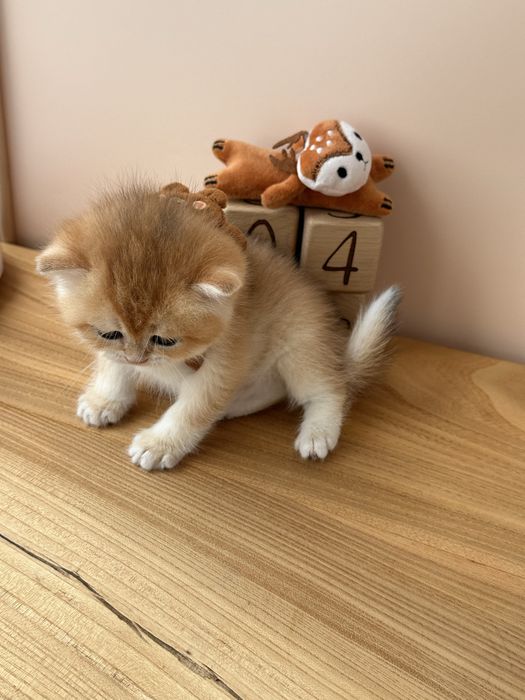 Котята Британскиой Золотой Шиншиллы