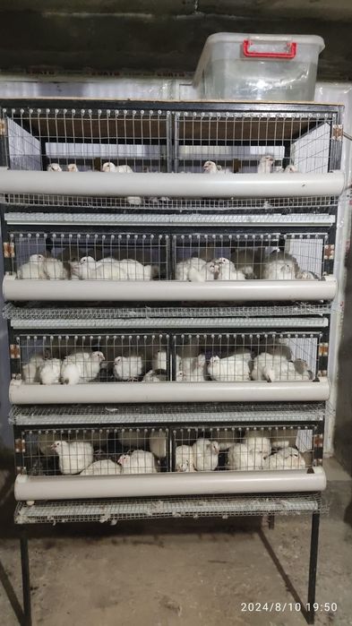 Перепела . Перепелка . Бөдене.