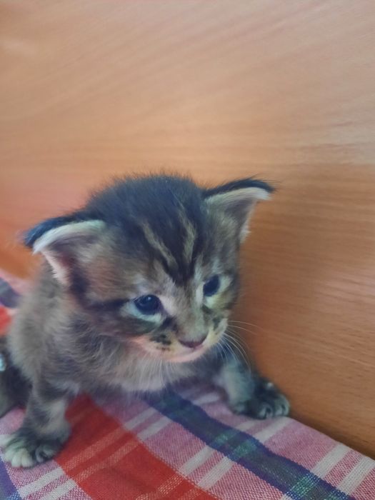 Котята  мейн-кун