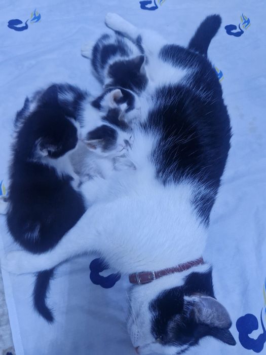 Животное, котята
