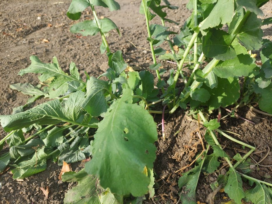 Черная редька /лечебная/