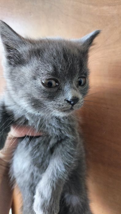 Котенок в добрые руки