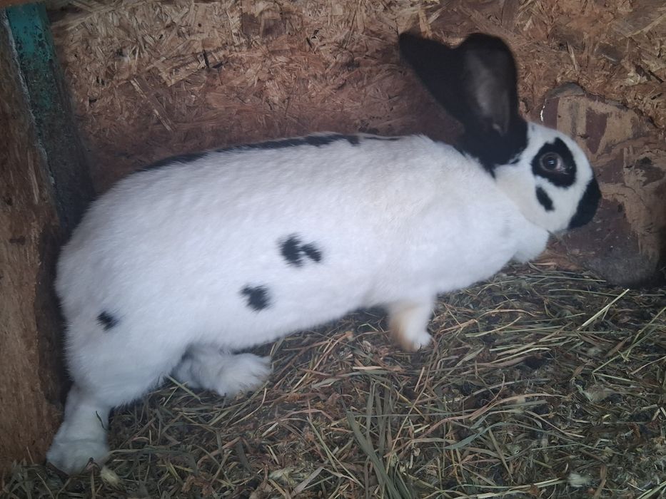 Vând sau schimb Femelă fluture