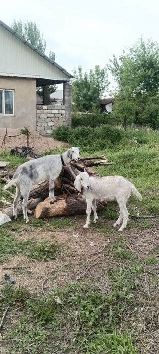 Ешкы сатылады продам