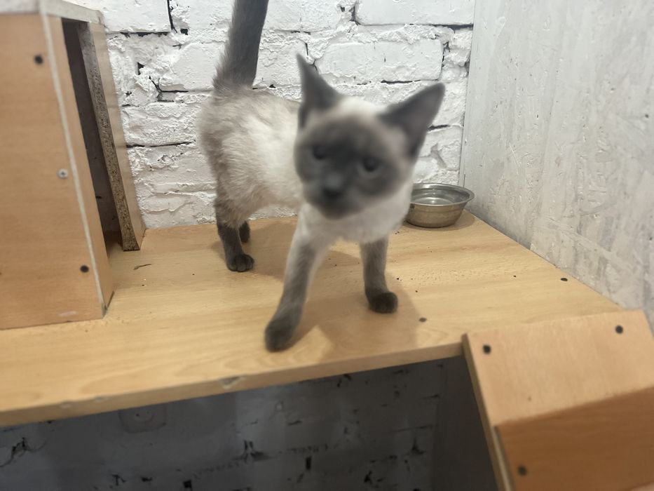 Отдам кошечку в добрые руки