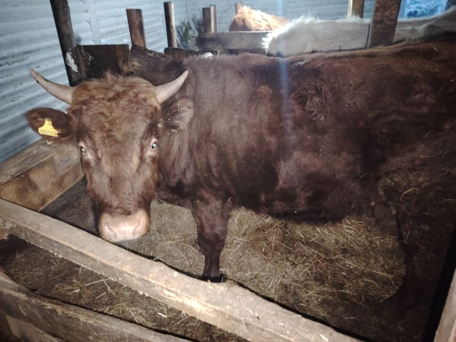 Продам бычка 2 годовалого