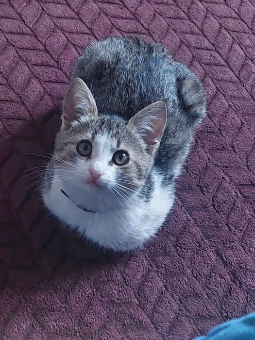 Кошка домашняя….