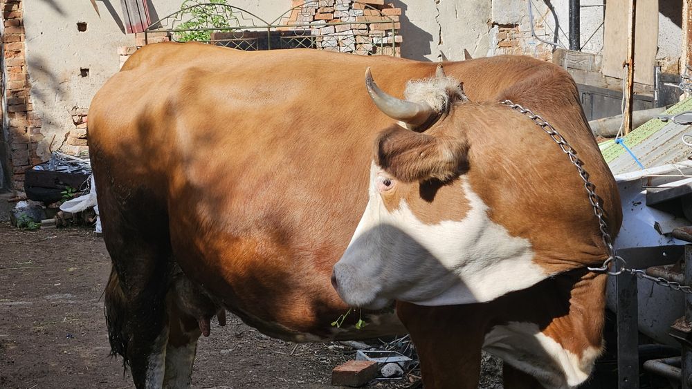 Vând vacă pregătită de fătat