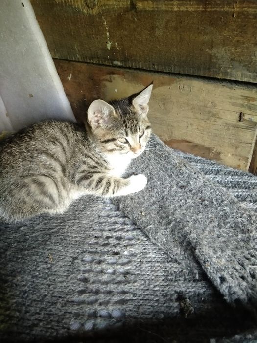 Отдам миленьких котят