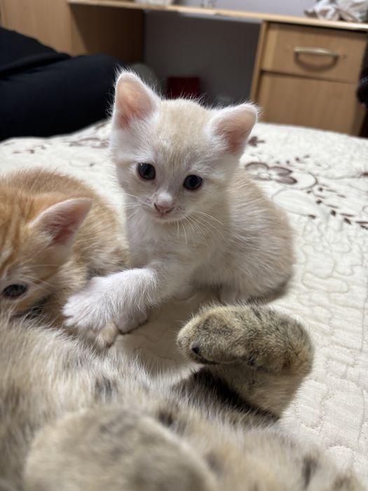 Отдам котенка( Девочка)