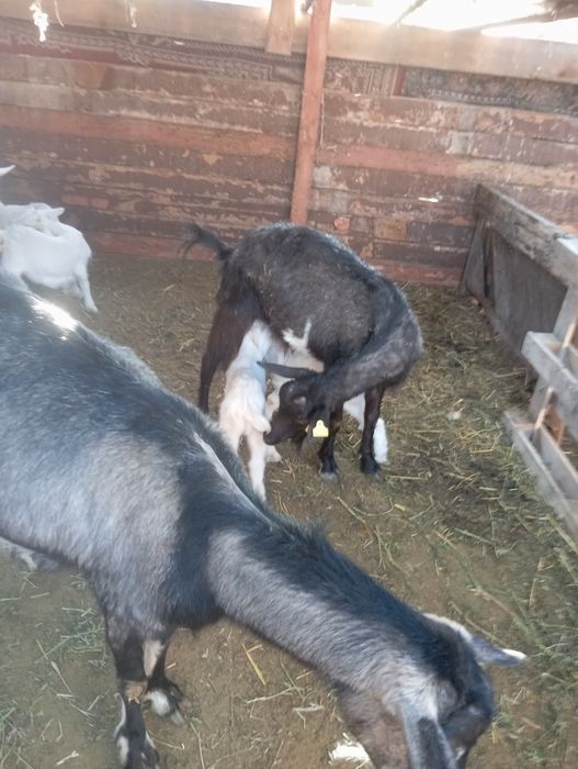 Продам козлят 5 штук