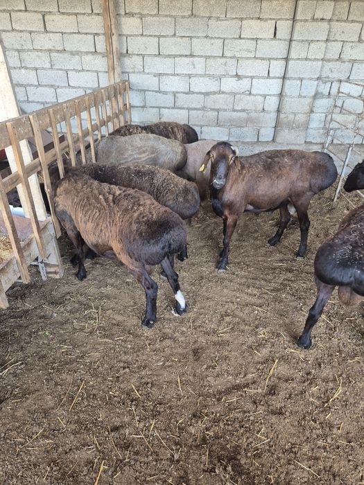 Қой Тоқты  Қошқар