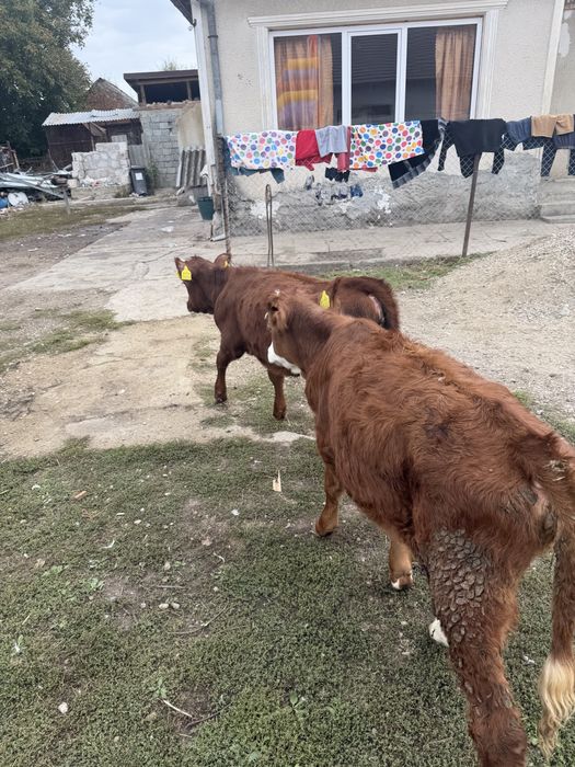 Taur si vitele de vanzare