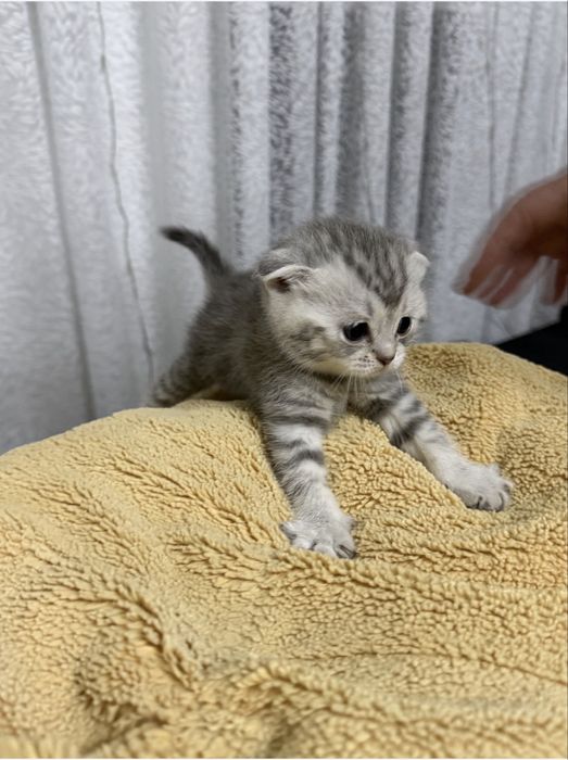 Продам котят шотландцев