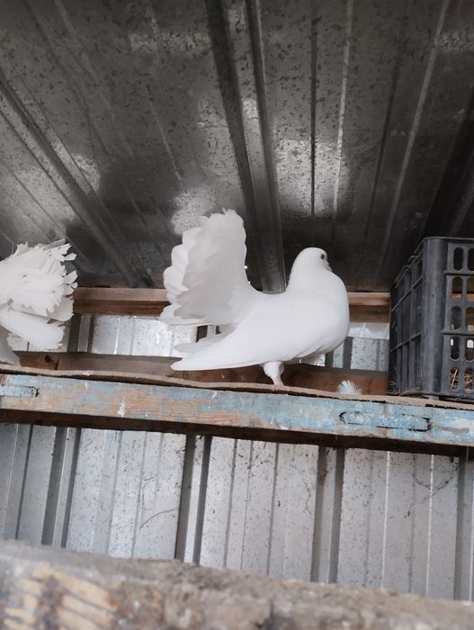 Продам голубей павлины