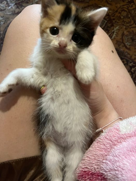 Отдам котят даром