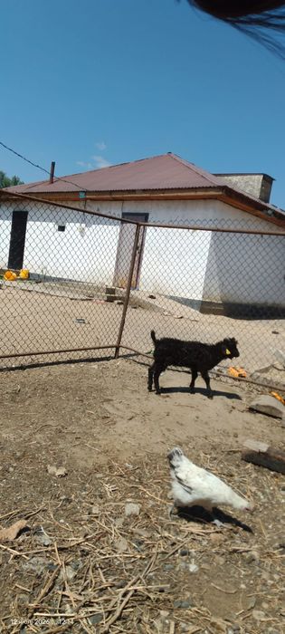 Коза с козочку в месте продам