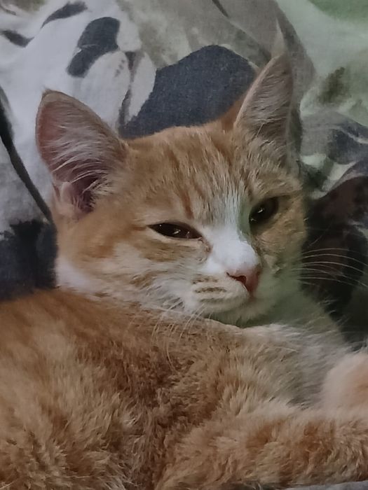 В добрые руки девочка