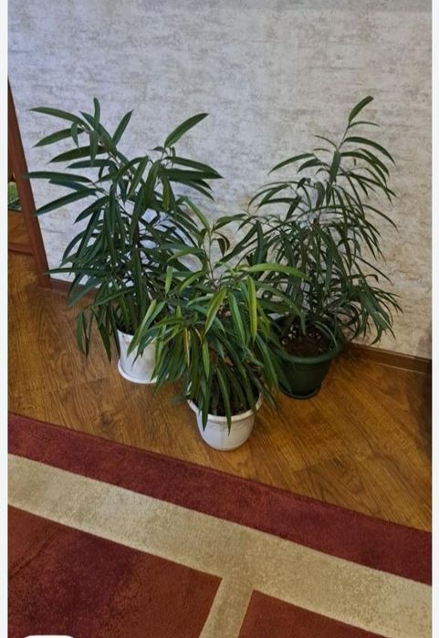 Цветы комнатные разные