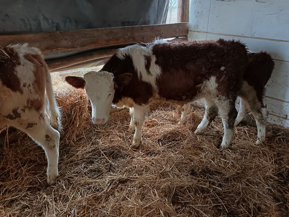 Vând vitei bălțat 4 femele și 2 mascul