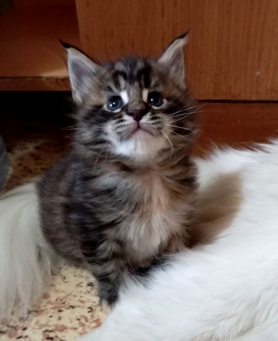 Милейшие котята Мейн Кун