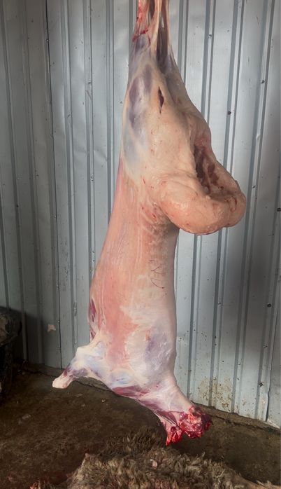 Қой, Тоқты, Бараны