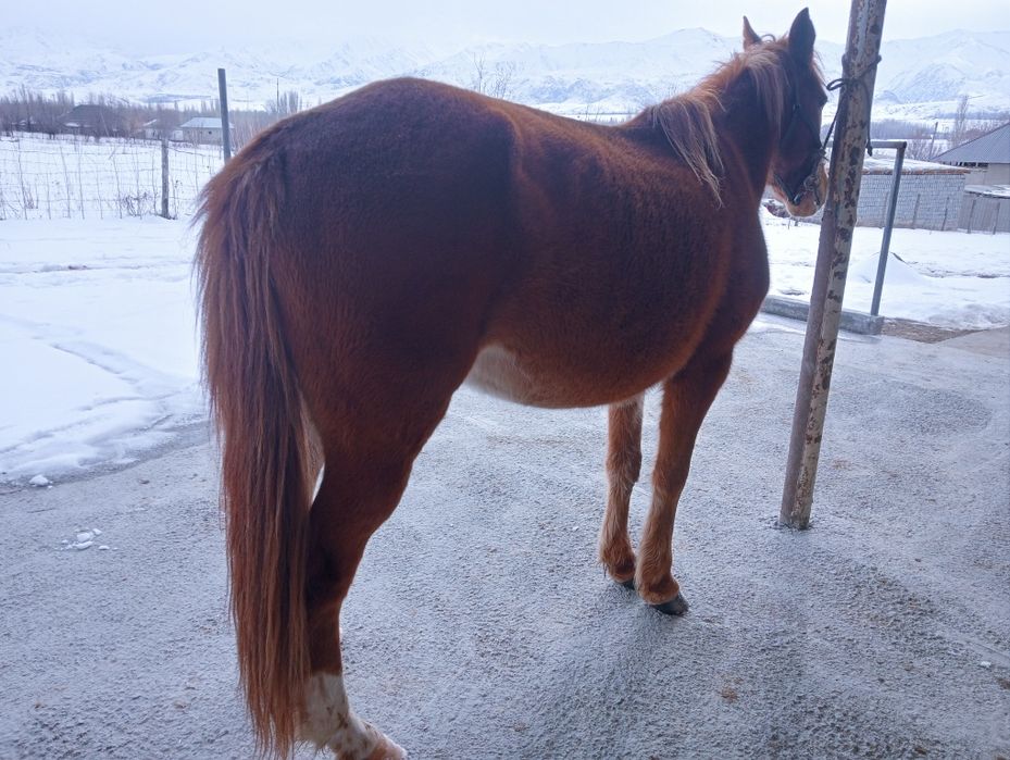 Сауын буаз жас биелер