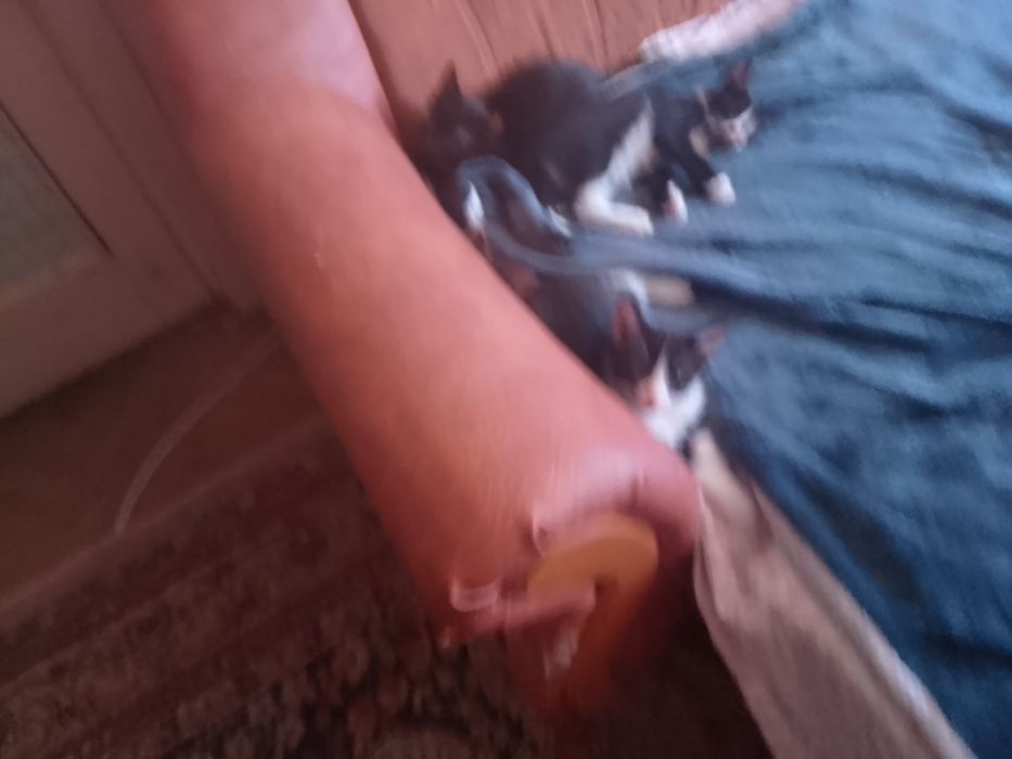 pisici alb cu negru și negru