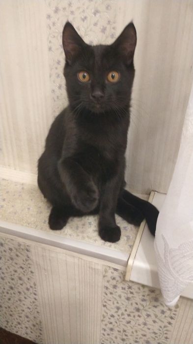 Котята . возраст  4 мес.