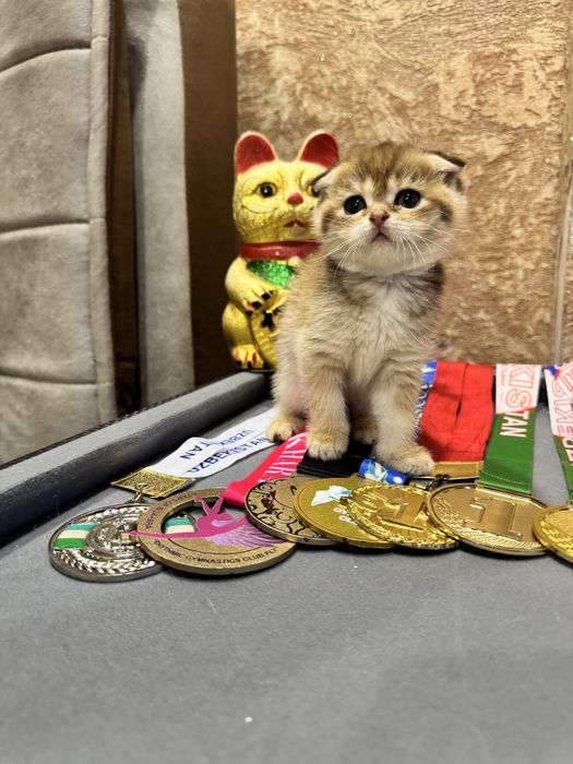 Продается шикарный скотиш фолд