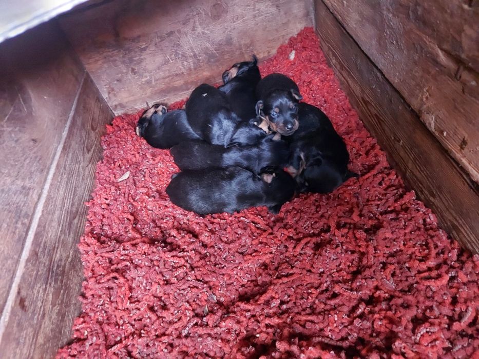 Немецкий охотничий Терер