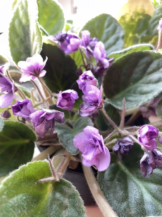 Продам цветущие фиалки