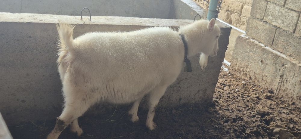 Орыс ешкі сатылады