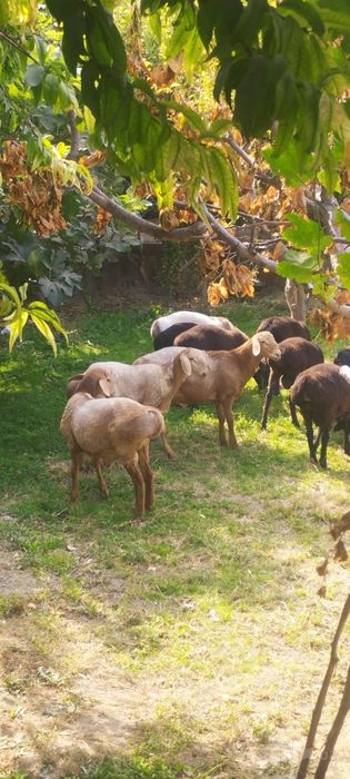 Arashan quzi baralar sotiladi