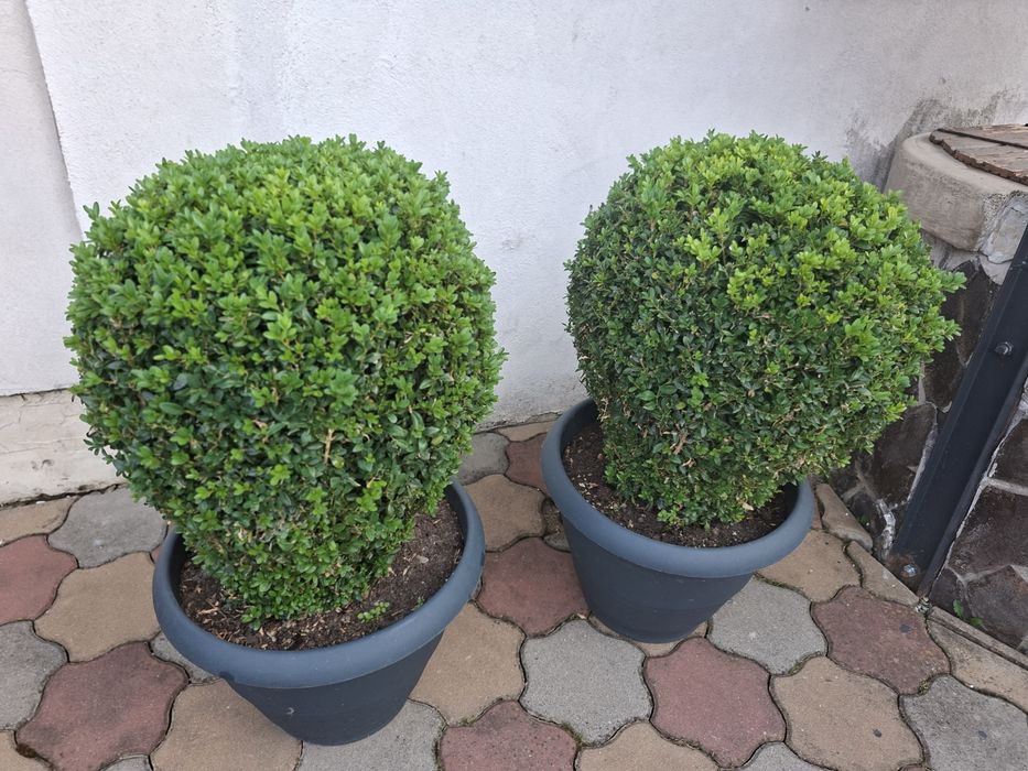 Vand 2 Buxusi   ornamentali  la ghiveci mare
