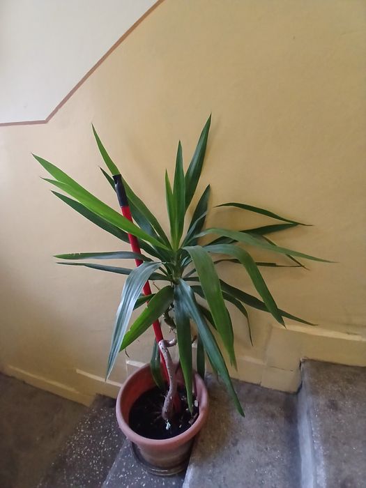 planta cu frunze lungi de casa