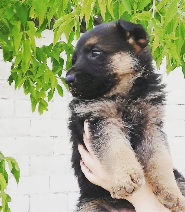 Щенки немецких овчарок