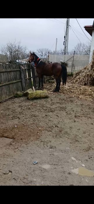 Vând harmasar 4 ani mai multe detali in privat