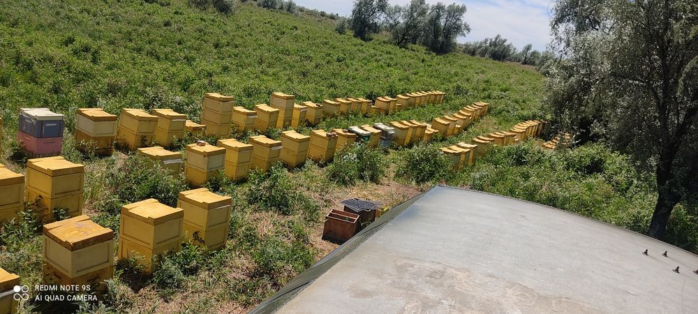 Мед степной свежий