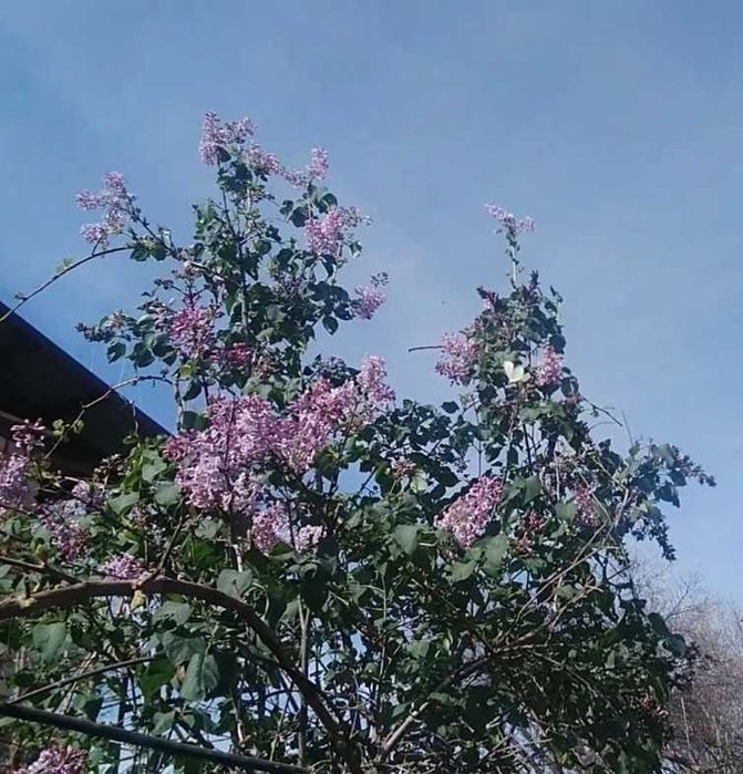 Сирень Букет цветов