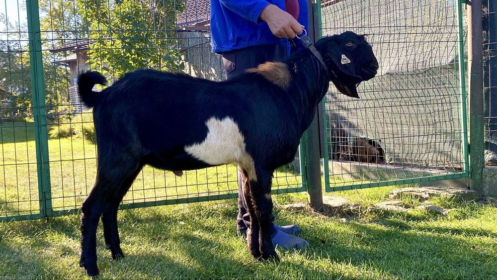 Tap Anglonubian cu pedigree 8 luni