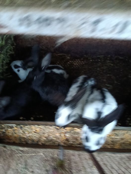 Vind 16 soldanasi metiși din mascul fluture și femele haycol