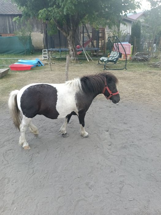 Vând poneită tărcată gestantă