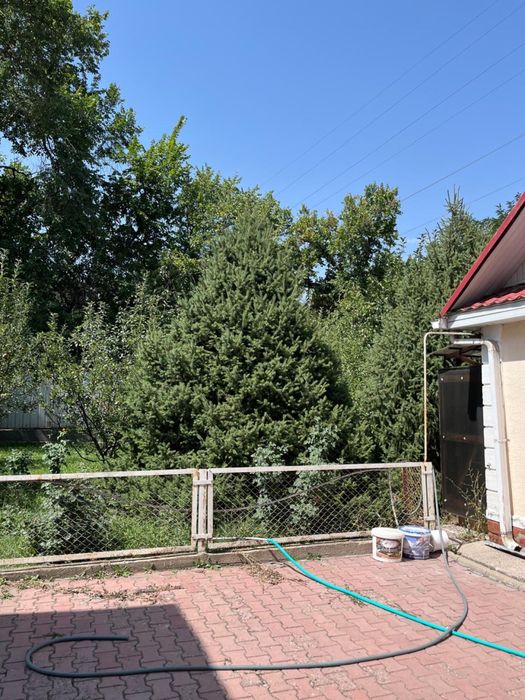 Елки 4 штуки высокие