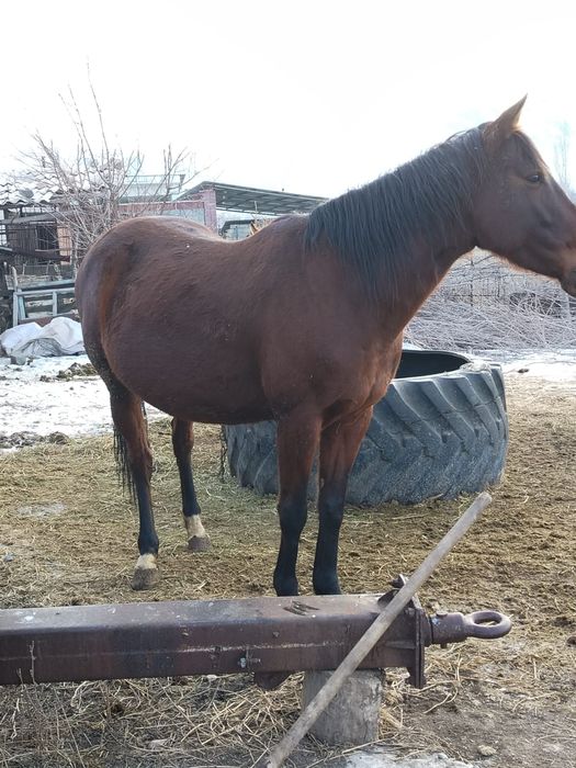 Агылшын колтума бие