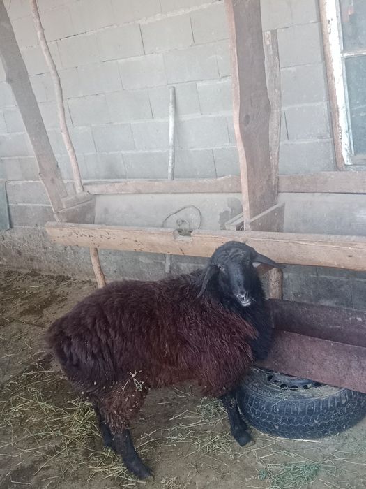 Продам кошкара гиссар